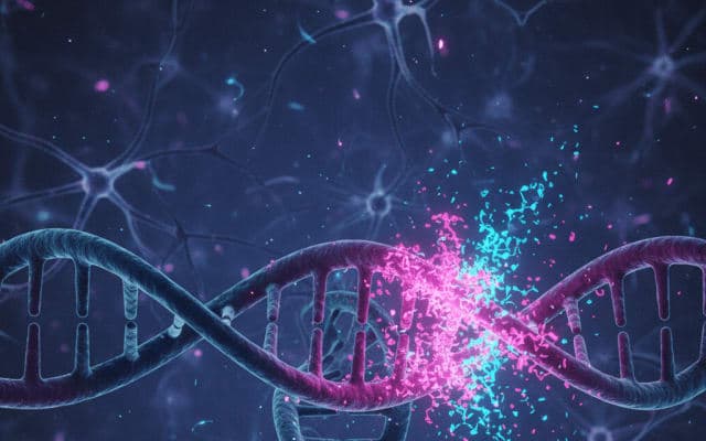 syngap1-frameshift-mutation-impacts-on-autism-and-intellectual-disability